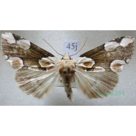 Thyatira batis (Linnaeus, 1758) Plamówka malinówka Czech45j